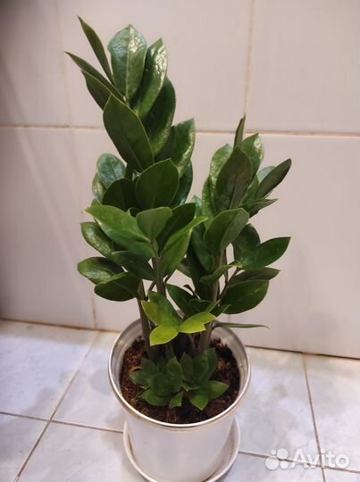 Замиокулькас