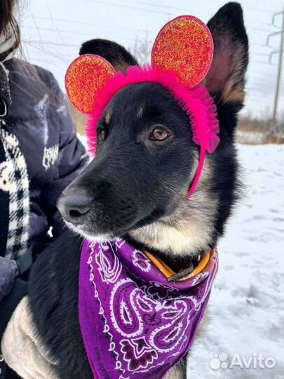 Собака в добрые руки