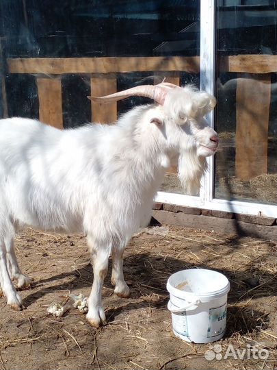Козлик на племя, дойные козы и козлята