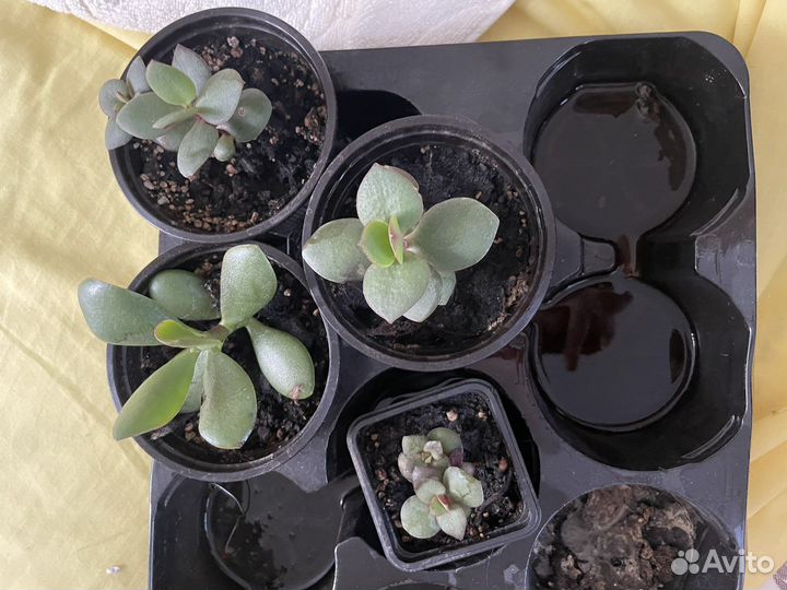 Толстянка (денежное дерево)