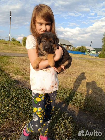 Щенки немецкой овчарки