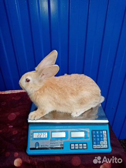 Кролики породы фландр