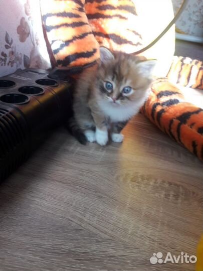 Кошка в дар