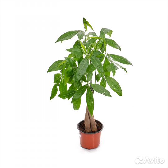 Комнатные растения для офиса