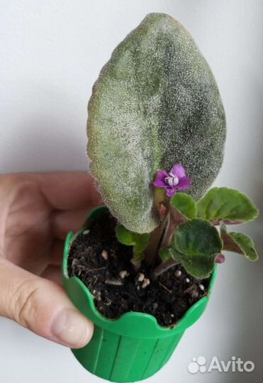 На обмен фиалки