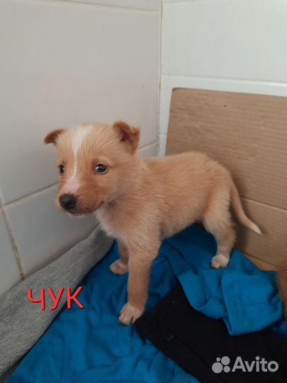 Два мелких щенка в приюте