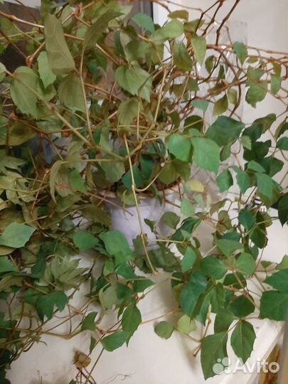 Комнатные растения березка