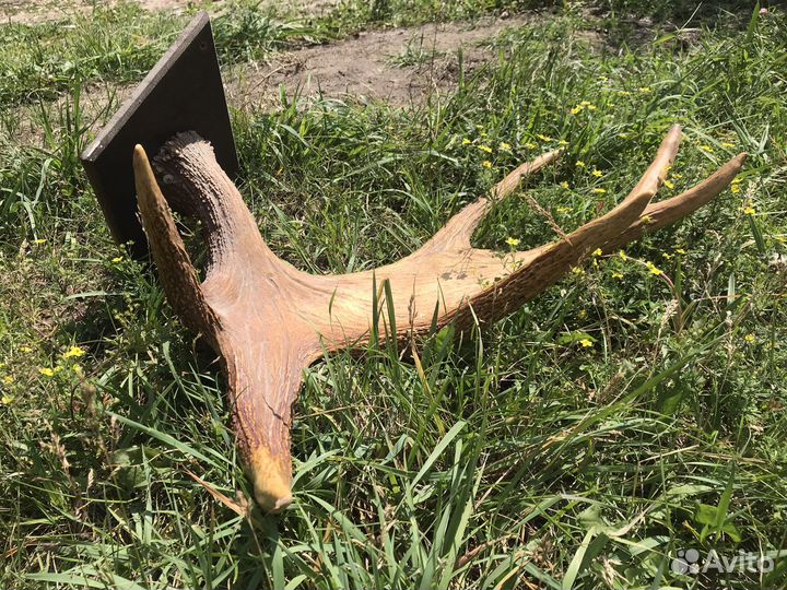 Продам рога лося