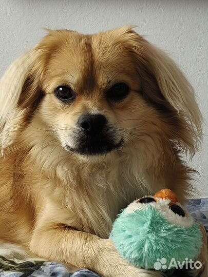 Случка собак