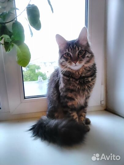 Вязка с норвежским котом