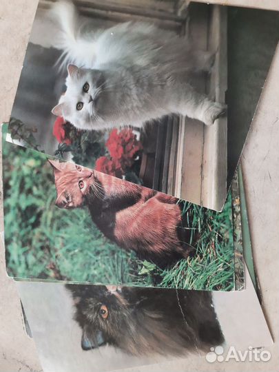 Набор открыток кактусов