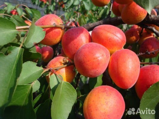 Саженцы абрикоса краснощекий