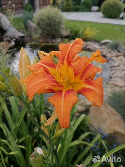 Лилейник высокорослый. Обмен