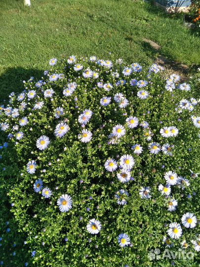 Астра осенняя