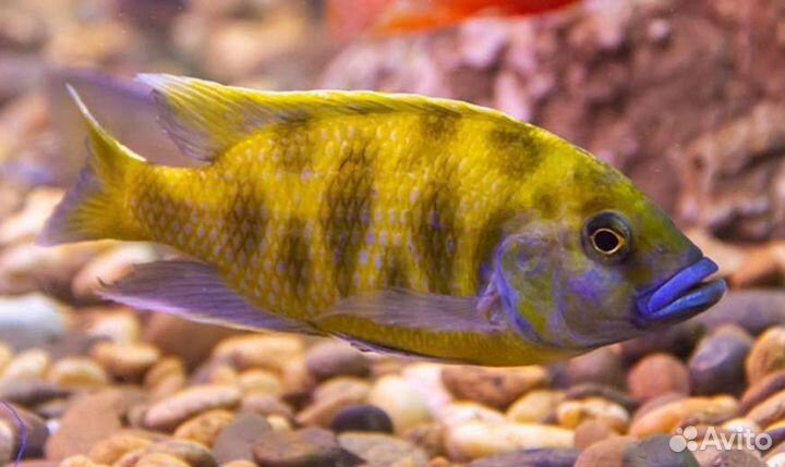 Аквариумные рыбки