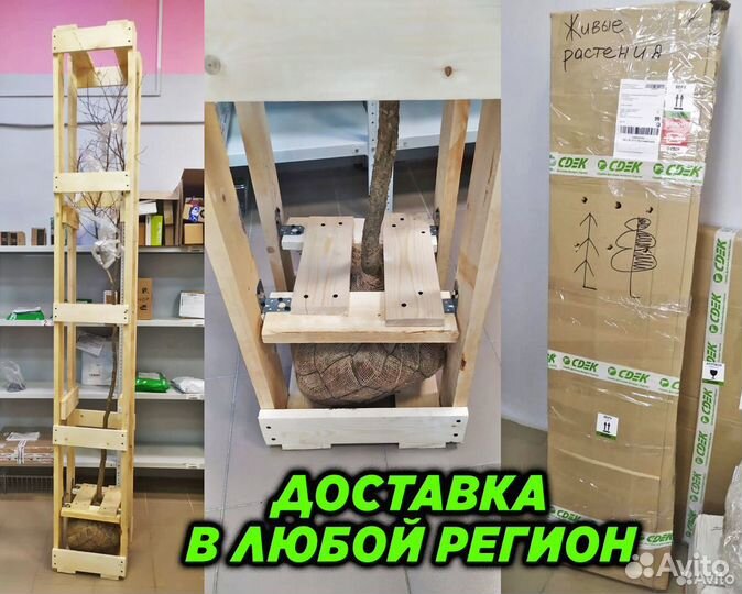 Семена газона