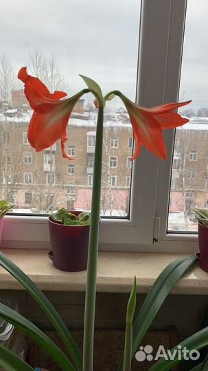 Гиппеаструм