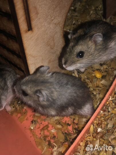 Джунгарские хомячки