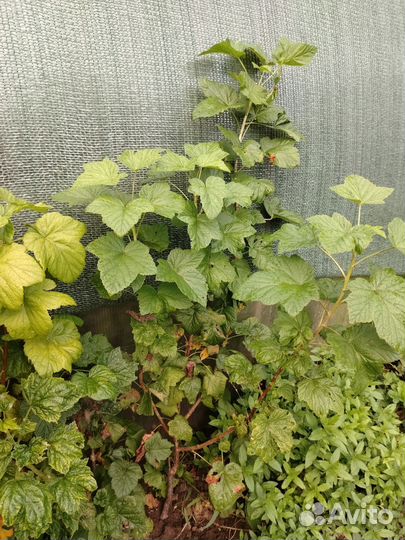 Черная смородина