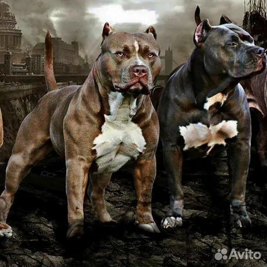 Собака для фотосессии