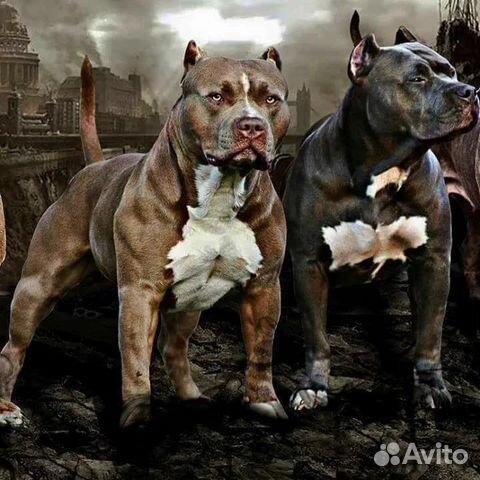 Собака для фотосессии