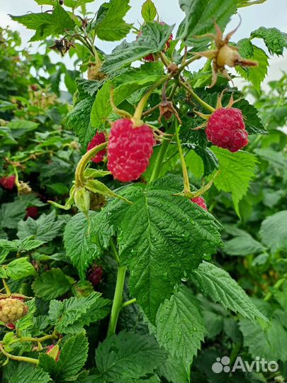 Лилия, саженцы малины