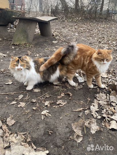 Трехцветная кошечка ищет дом