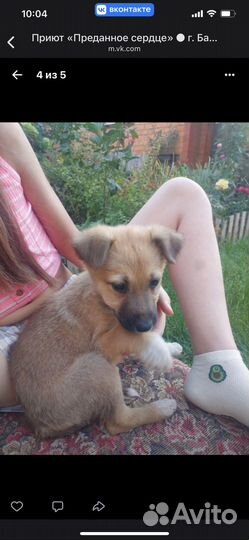 Щенки в дар