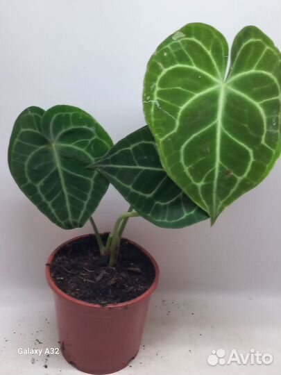 Антуриум кларинервиум