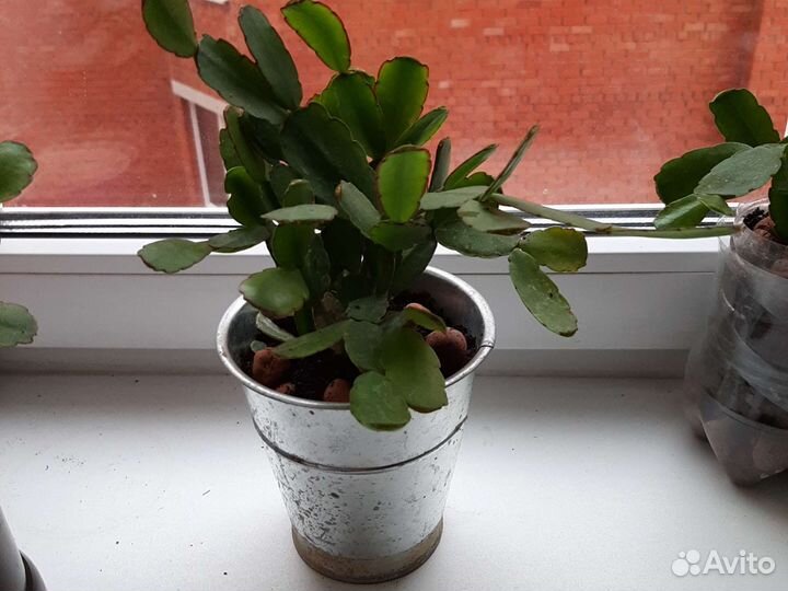 Цветы декабристы