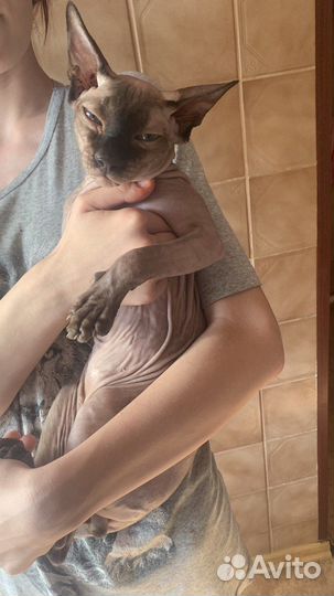 Продам сфинкса