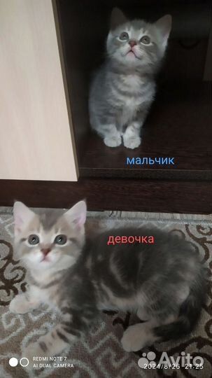 Шотландские котята
