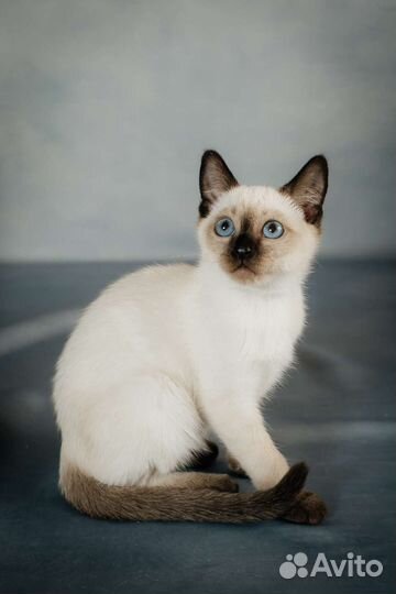 Тайские котята