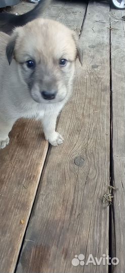 Отдам бесплатно щенков