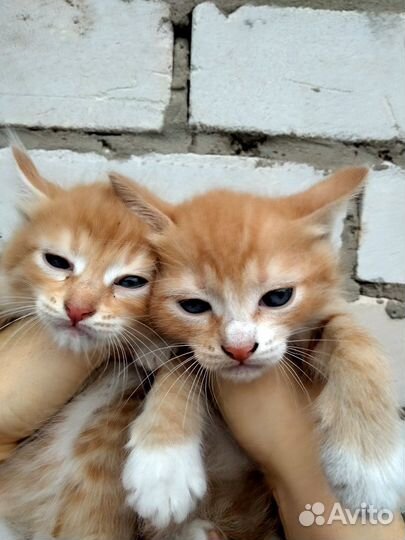 Метисы шотландки