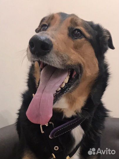 Собака - красавец Рекс, в добрые руки