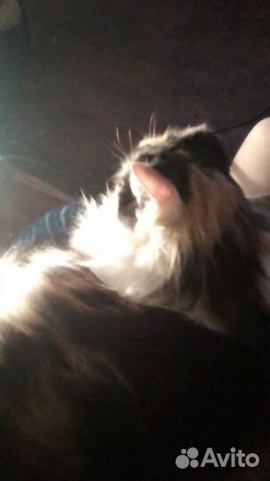 Отдам кошечку