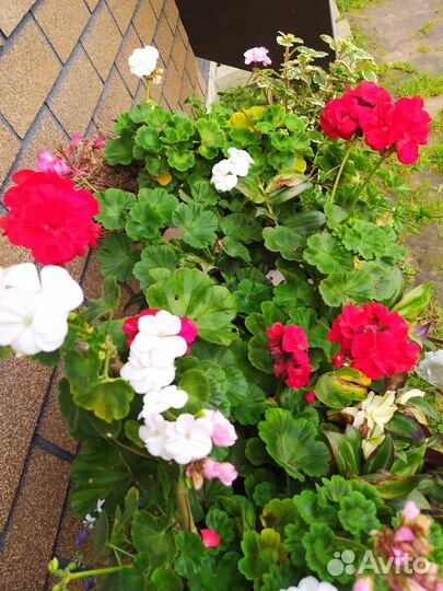 Пеларгонии разные махровые