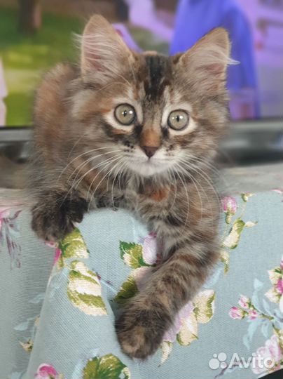 Котята в дар