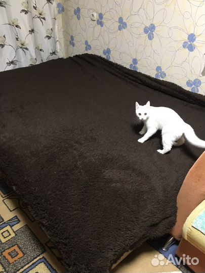 Плед травка