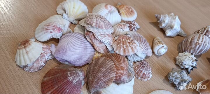 Раковины морские заезда морская