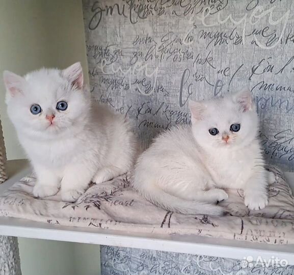 Серебристая шиншилла
