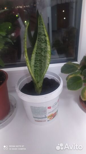 Сансевиерия