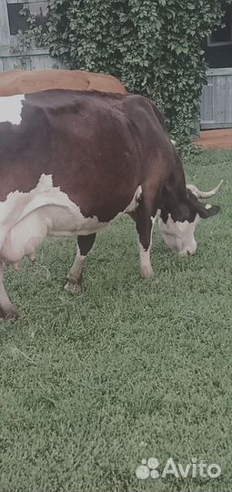 Коровы дойные молочные