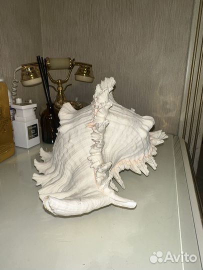 Морская раковина Мурекс