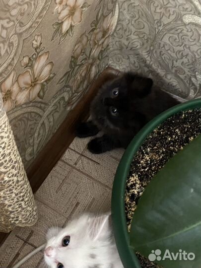 Котята турецкой ангоры