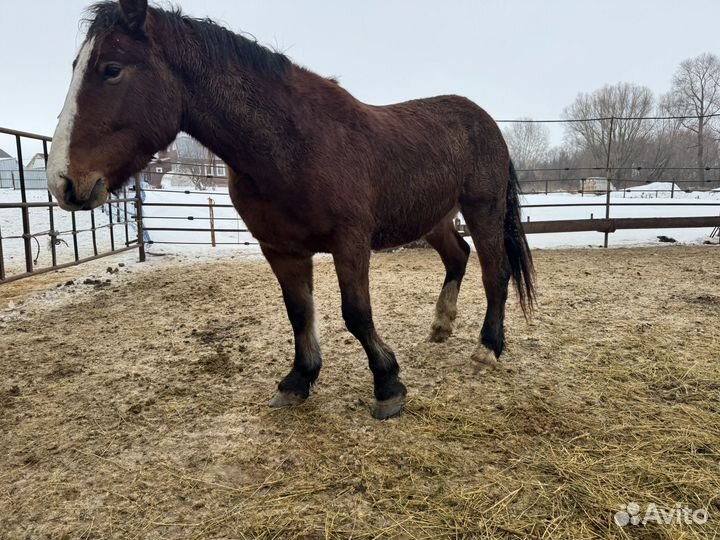 Жеребец производитель