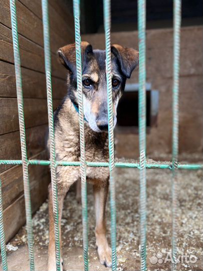 Собака Магда грустит в приюте