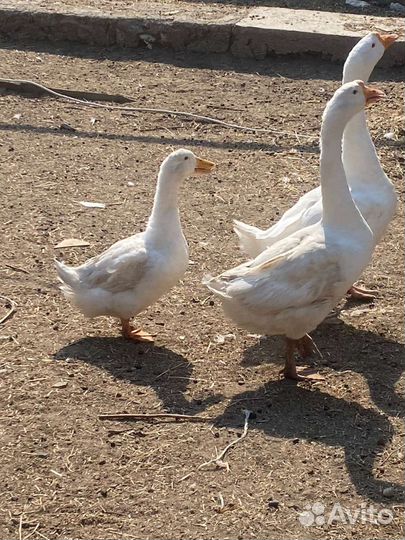 Куры гуси утки