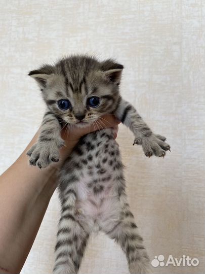 Котята британские шиншиллы в добрые ручки